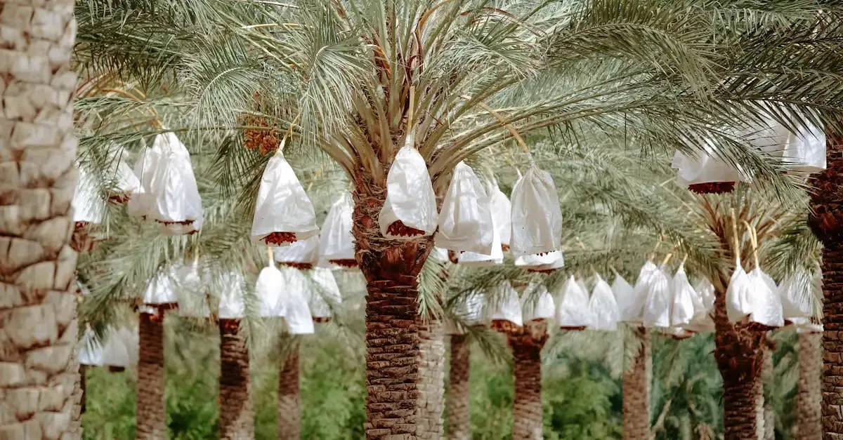 Récit de voyage biskra