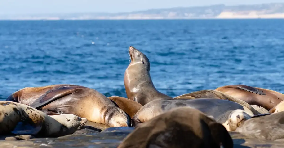 Carnet de voyage en Basse-Californie : Aventures et