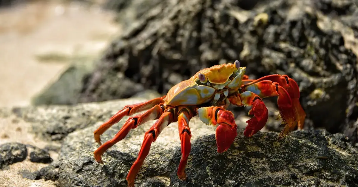 Carnet de voyage aux Galapagos : aventure et faune unique
