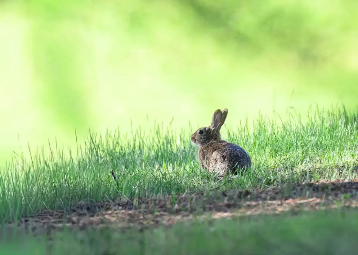 Lapin carnet de voyage