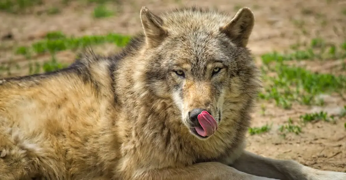 Carnet de voyage : Le loup qui rêvait d’ailleurs