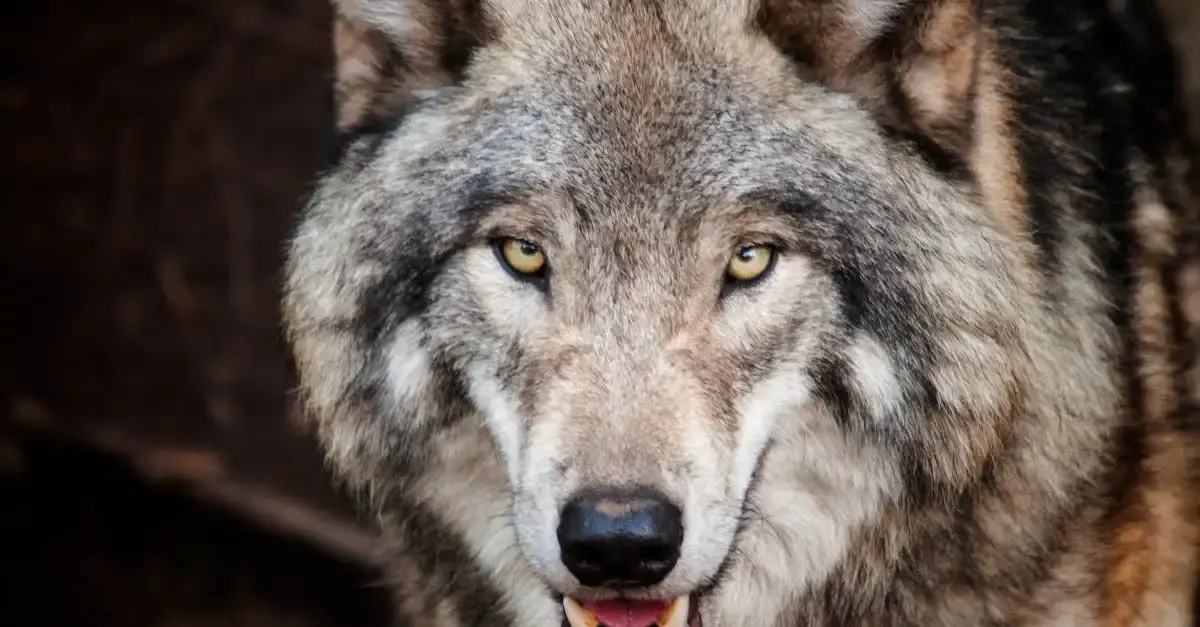 Carnet de voyage : le loup qui voyageait dans le temps