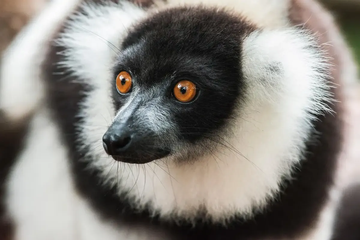 Madagascar carnet de voyage