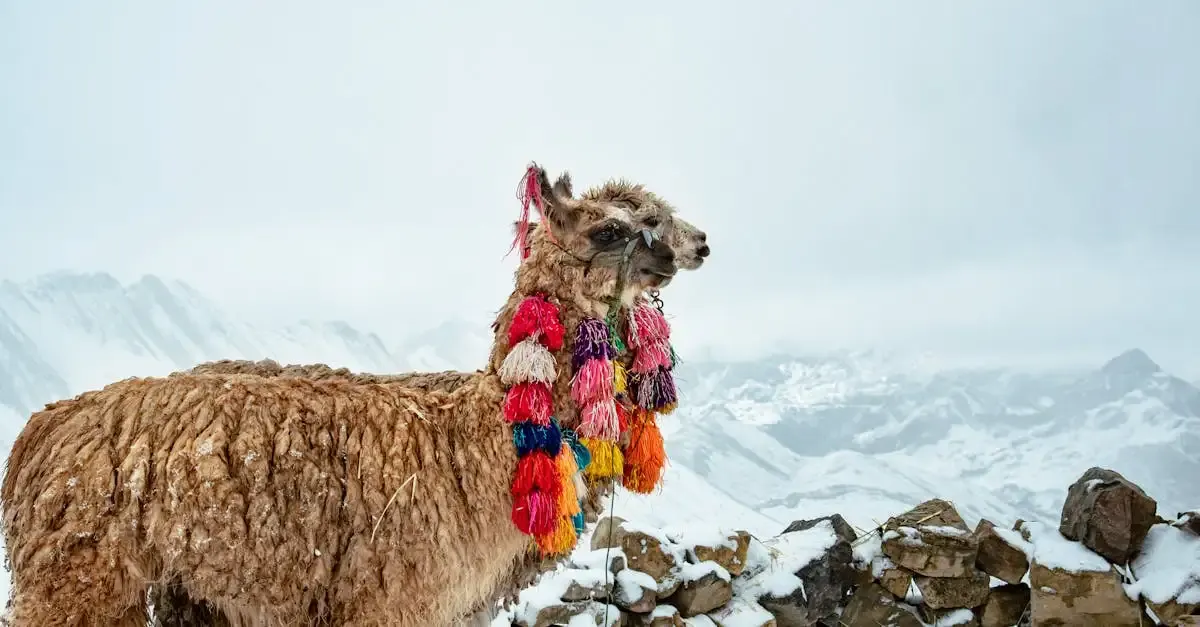 Carnet de voyage pérou bolivie