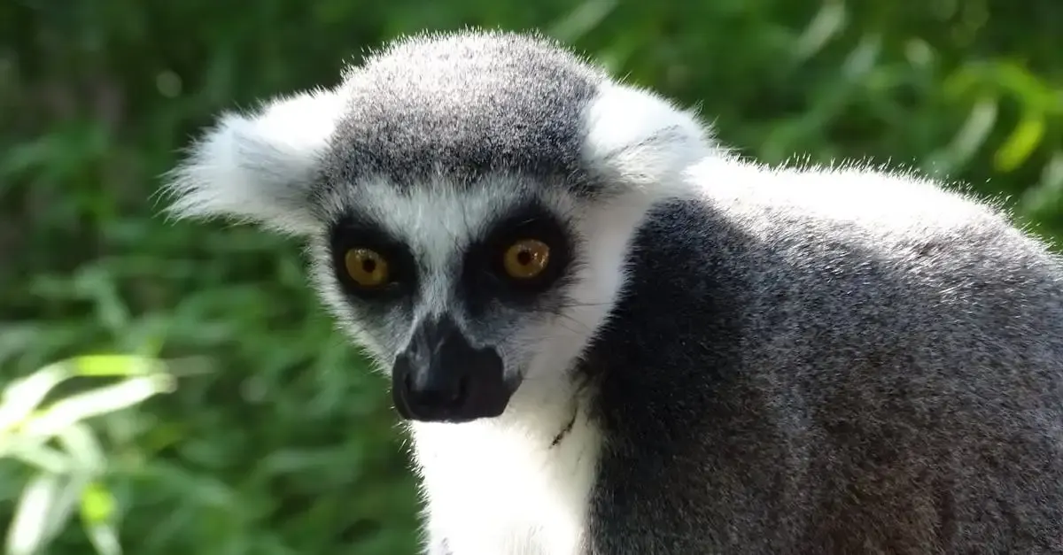 Carnets de voyage madagascar