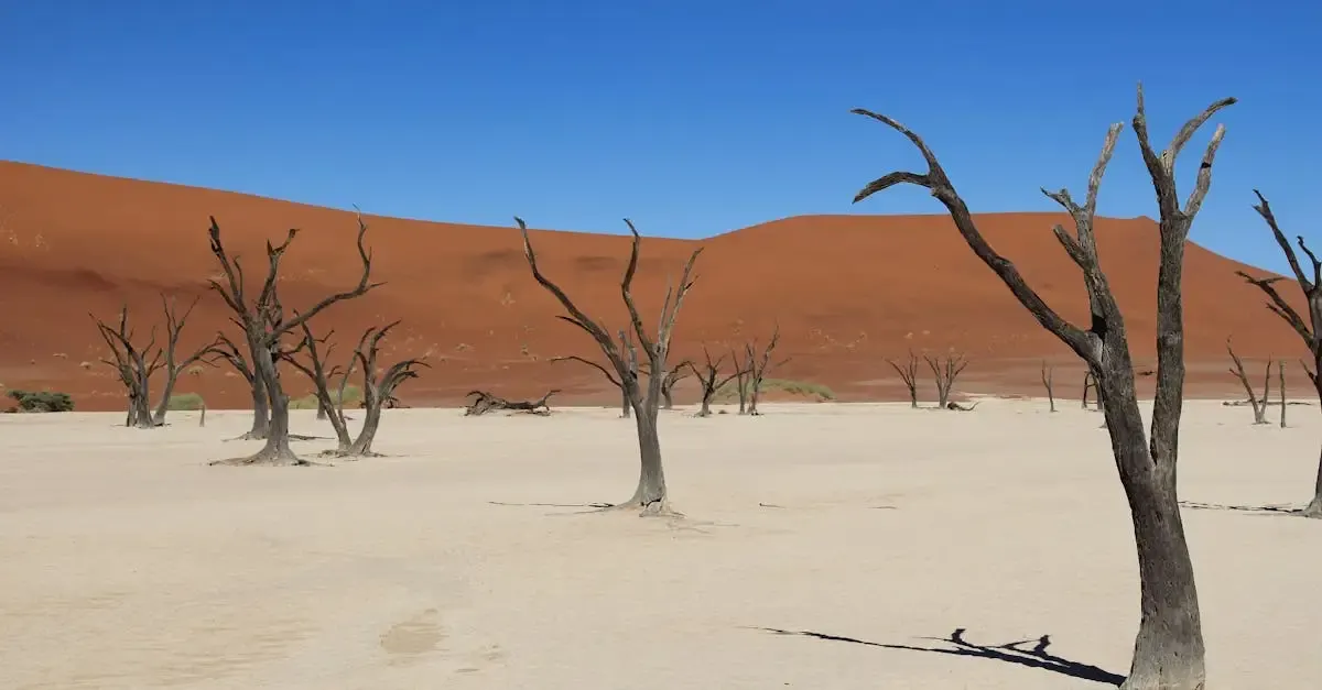 Carnets de voyage la namibie avec elsie herberstein