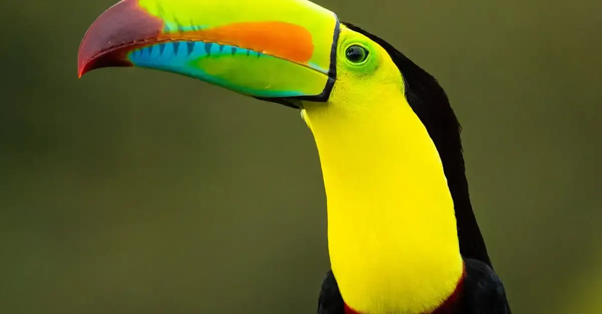 Récits de voyage au costa rica