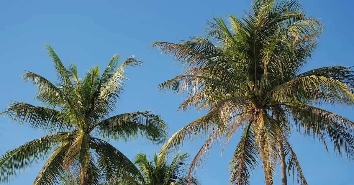 Carnet de voyage à l'Île Maurice : Conseils et Aventures