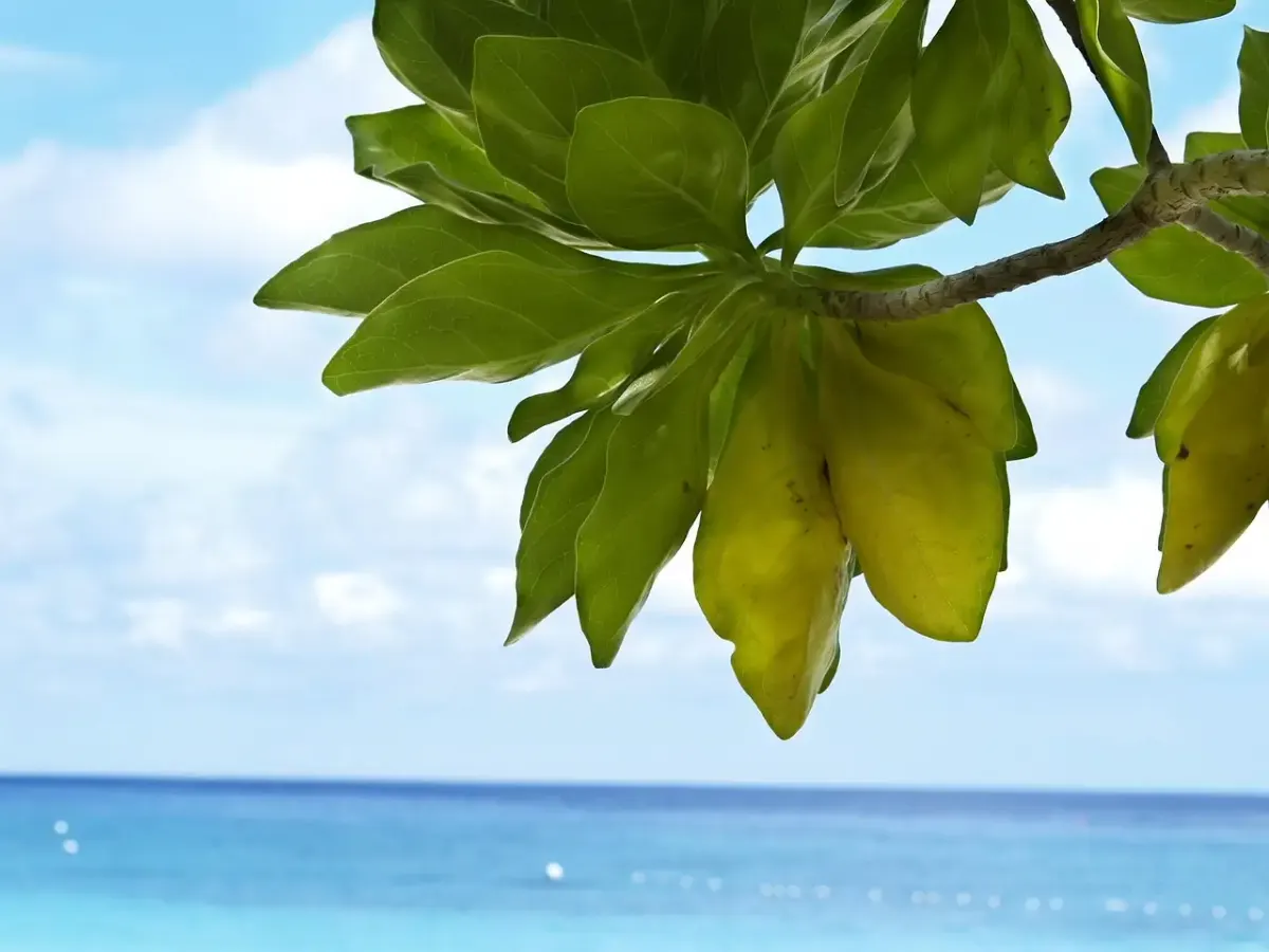 Carnet de voyage aux îles Andaman : guide et conseils
