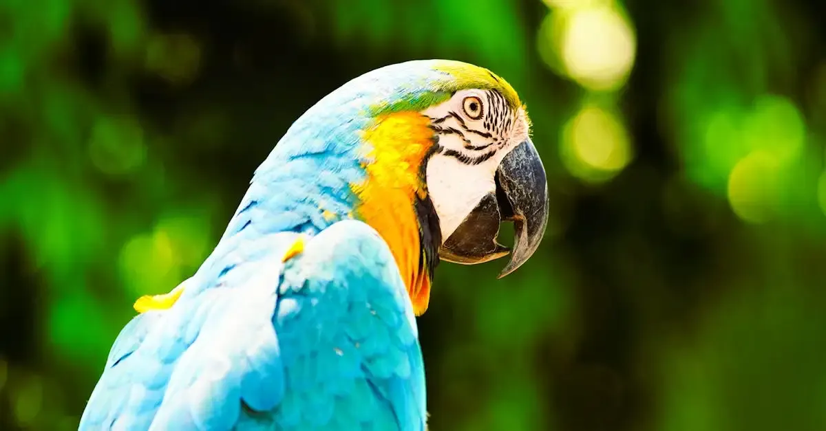 Amazon carnet de voyage
