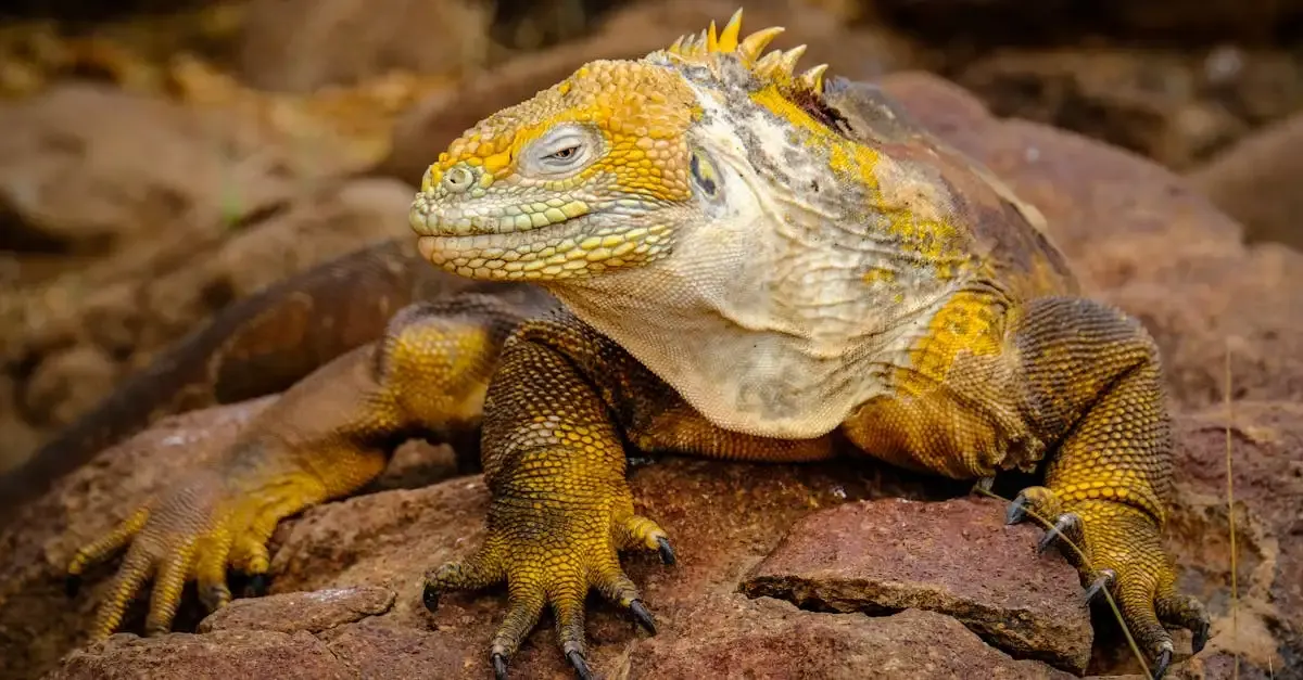 Carnet de voyage aux Galapagos : aventure et faune unique