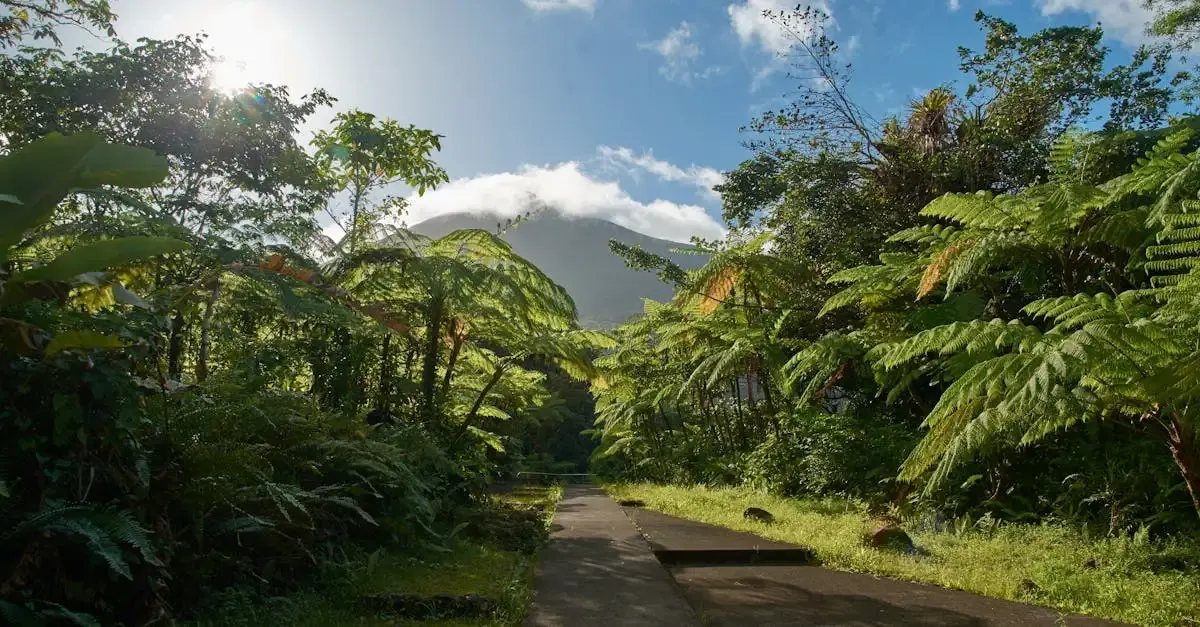 Carnet de voyage couverture guadeloupe