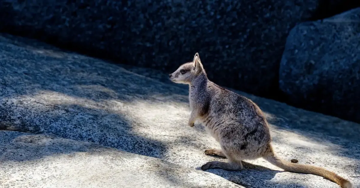 Carnet de voyage en Australie : conseils et aventures