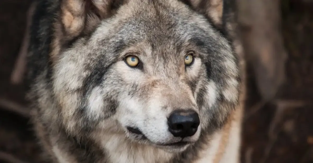 Carnet de voyage : Le loup qui rêvait d'ailleurs