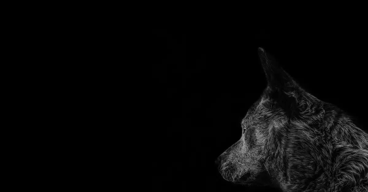 Carnet de voyage : le loup qui voyageait dans le temps