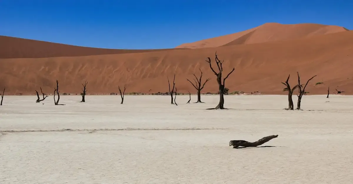 Carnets de voyage la namibie avec elsie herberstein