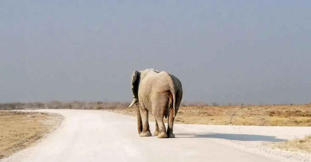 Carnets de voyage namibie