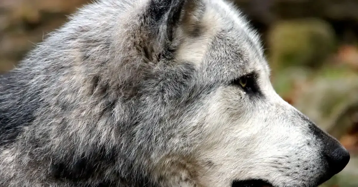 Le carnet de voyage du loup : aventures sauvages