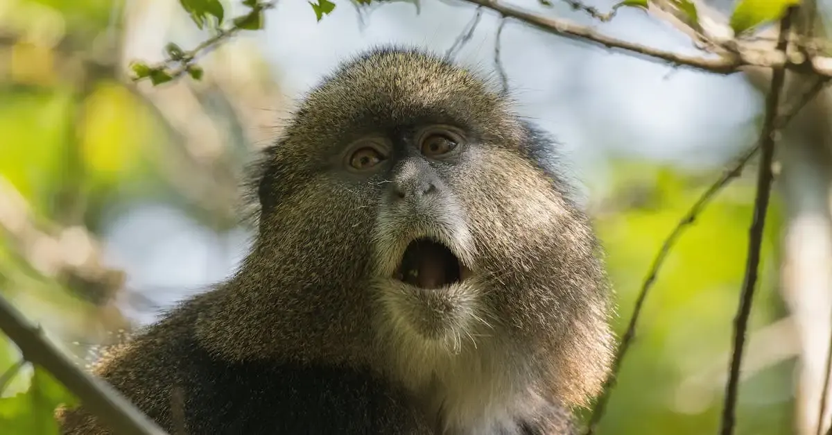Récit de voyage au kenya