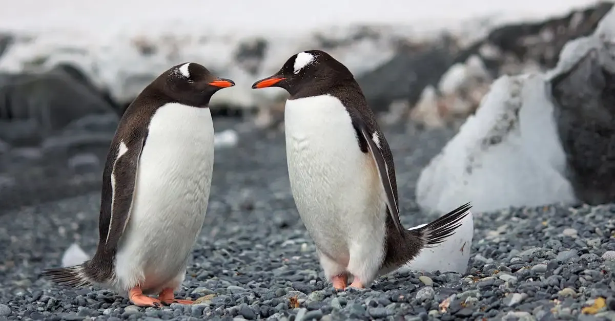 Récit de voyage en antarctique
