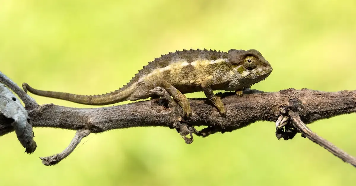 Récit de voyage à madagascar