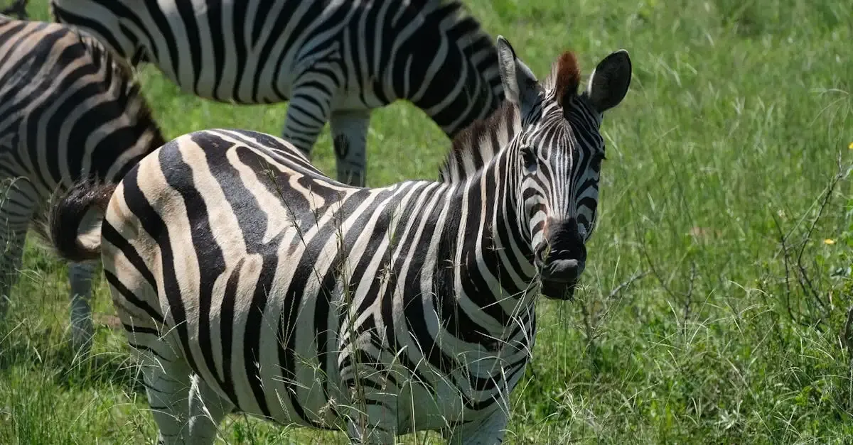 Récit de voyage au kenya