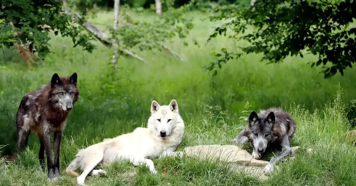 Le carnet de voyage du loup : aventures sauvages