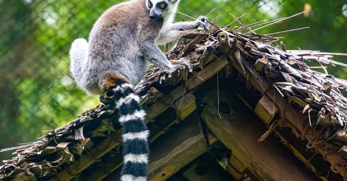 Récit de voyage à madagascar