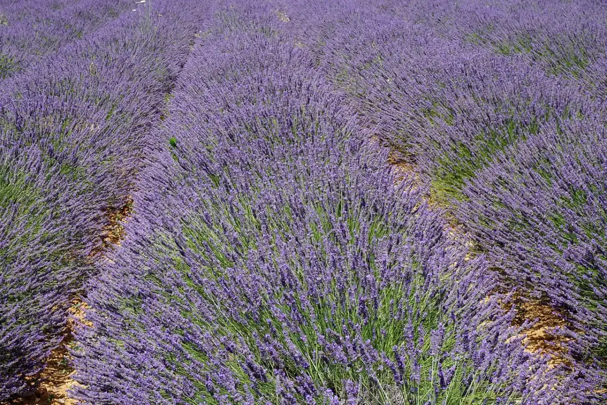 Salon du carnet de voyage Aix-en-Provence : infos et programme 2023