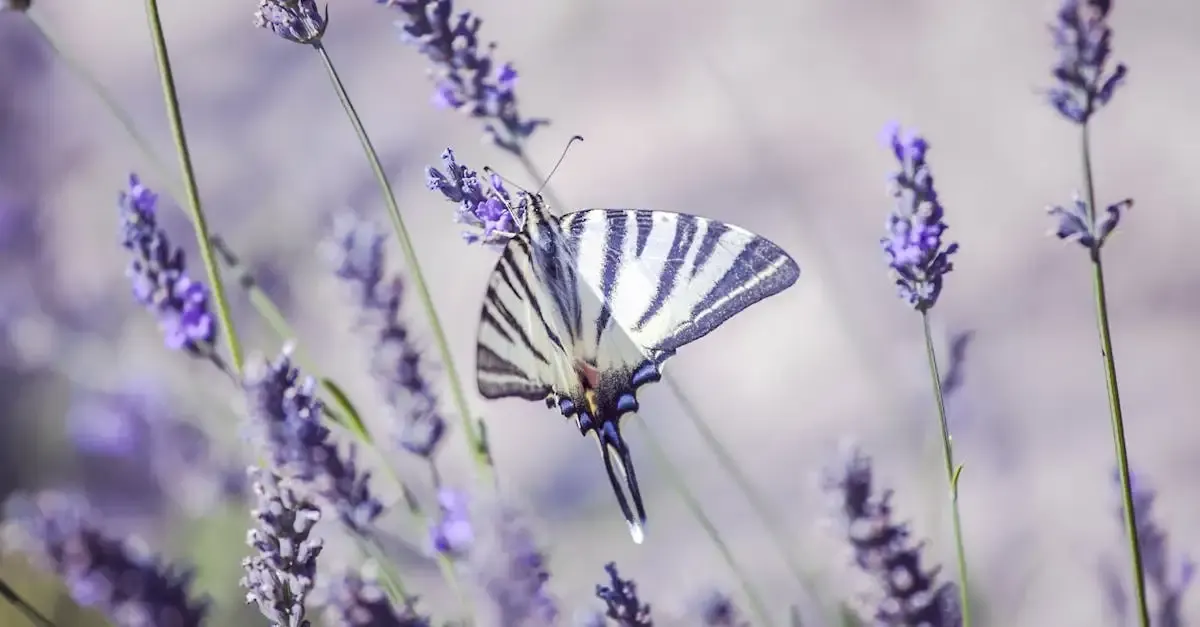 Carnet de voyage : Le Soleil de Provence authentique